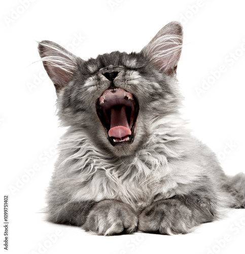 Maine Coon gray cat looks up, mewing and having widely opened a mouth. Purebred fluffy Maine Coon lazy lying and yawning isolated on white background. photo