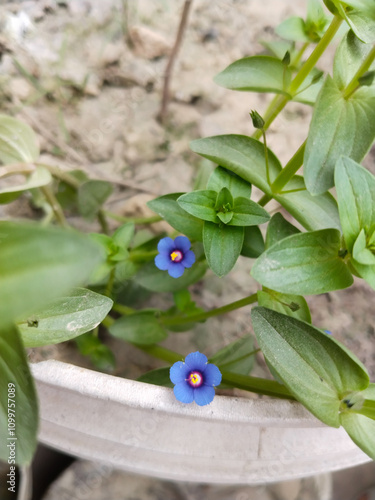 Anagallis arvensis, commonly known as the scarlet pimpernel, red pimpernel, red chickweed, poor man's barometer, poor man's weather-glass,  photo