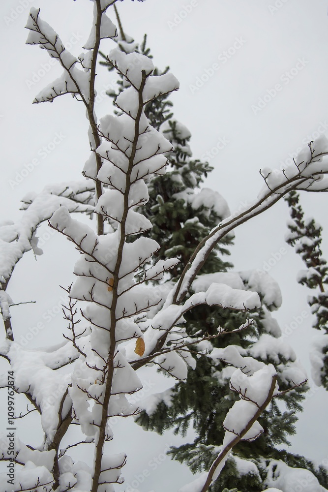 Obraz premium snow covered trees