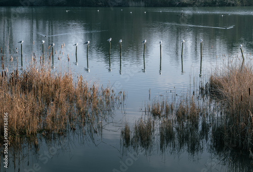 Serene landscape of North Willen Lake comes alive with waterbirds on a cold winter morning, with seagulls resting on wooden posts photo