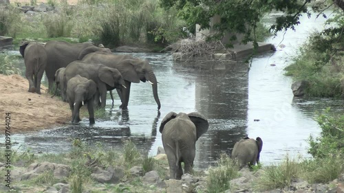 troupeau d'éléphants dans le Parc National Kruger, Afrique du Sud