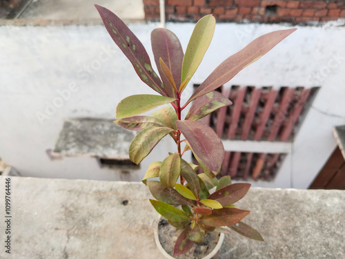 damaged unprotected black plum seedling plant after very hot morning, day or night in greenhouse. Weather change effect. Result of careless. Closeup. photo