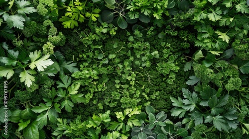 Lush Green Herb Garden: A vibrant overhead shot showcases a dense tapestry of fresh herbs, their various textures and shades of green creating a rich, organic pattern.