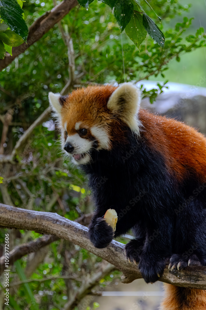 Obraz premium Red panda taken at the zoo on a rainy day, holiday