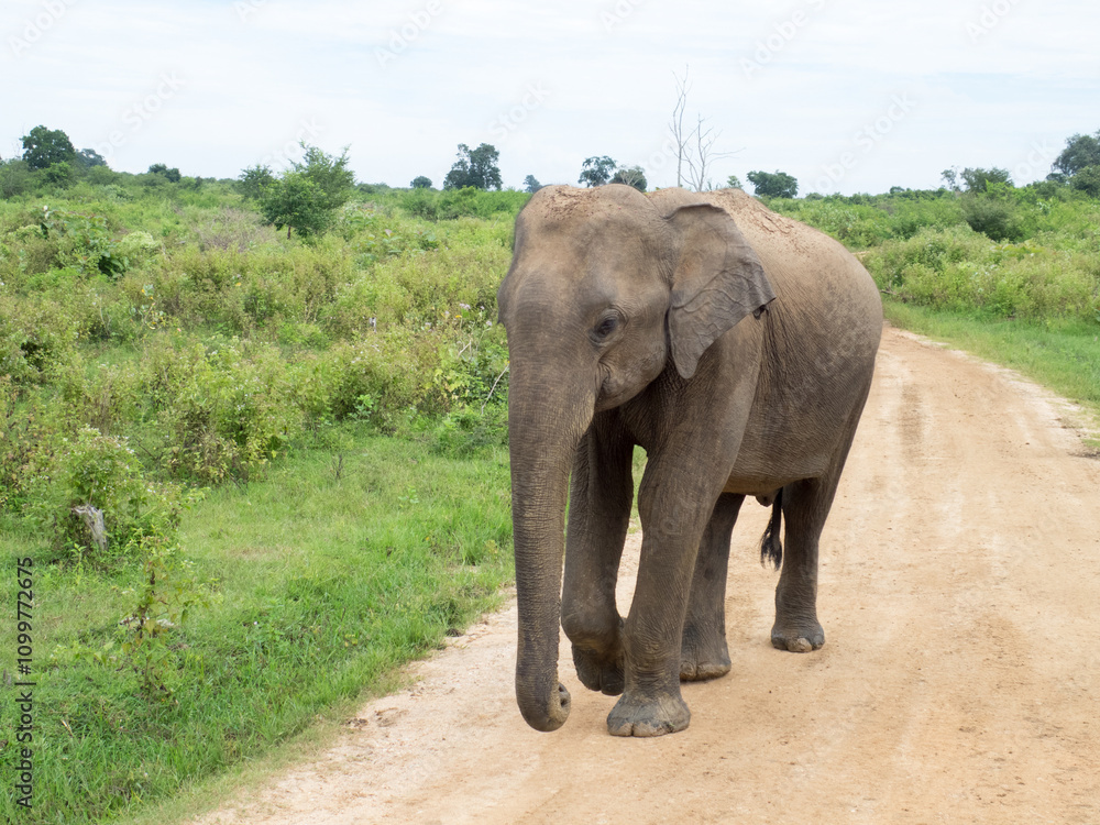 Obraz premium A lonely elephant at the Udalawe National Park, Sri Lanka. The park lies on the boundary of Sabaragamuwa and Uva Provinces, in Sri Lanka