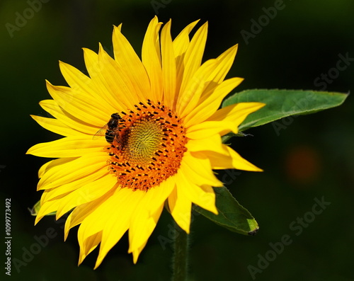 hoverfly on sunflower photo