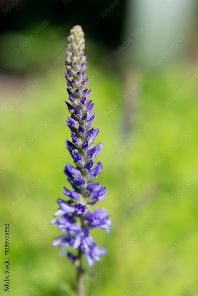 Obraz premium Spiked speedwell Veronica spicata a perennial in the Plantain family Plantaginaceae