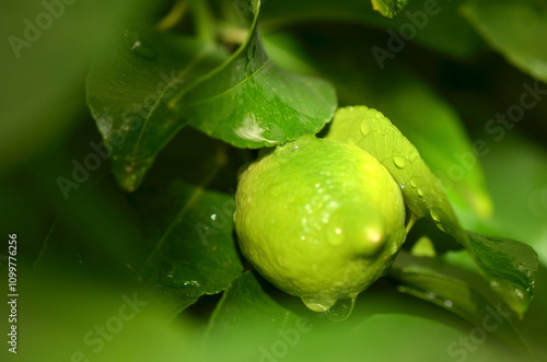 Fresh Green Lemon Fruit Hanging from Tree photo