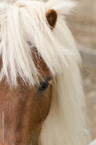 A farm horse shot near Severin, Romania photo