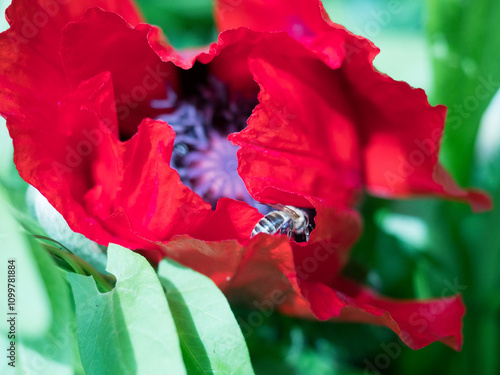  Fading poppy close up on sunny spring day with depth of field and garden fence in the background photo