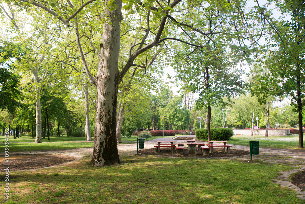 Fototapeta premium Budapest, Hungary - the park on Margaret island