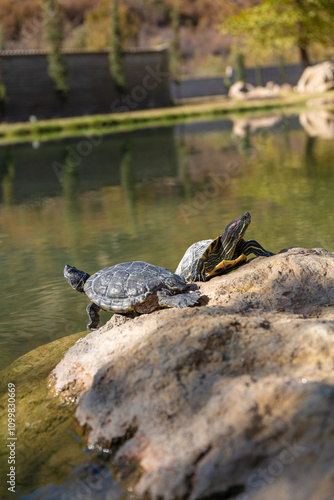 Water turtles living in a lake that is formed by the warm waters of a mineral thermal spring. photo