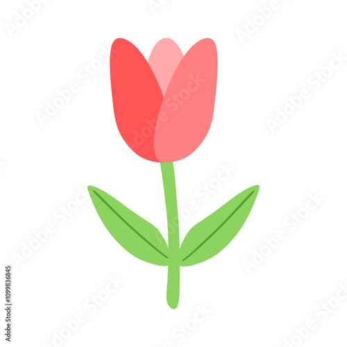 pink tulip flower