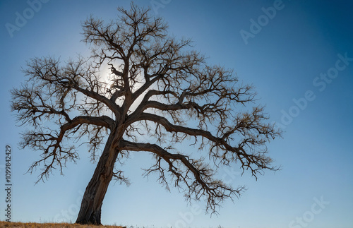 lone tree in the bottom left corner of a wide, clear blue sky photo