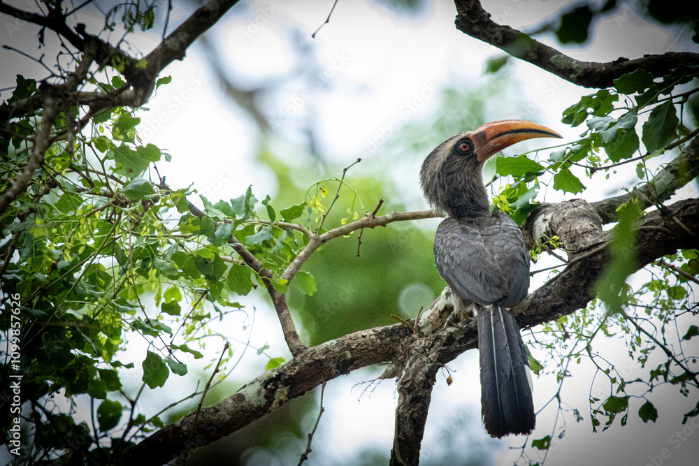 Fototapeta premium Malabar grey hornbill on tree branch, suitable for nature documentaries.