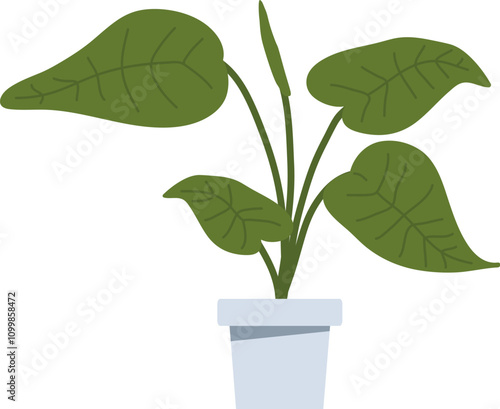 Monstera Home Plant