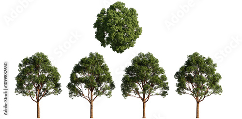 Paperbark Maple isolated on transparant background