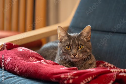Eine graue Katze liegt gemütlich auf einer roten Decke in einem Sessel