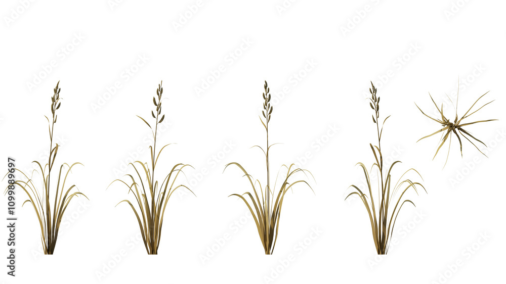 Fototapeta premium autumn Prairie Cordgrass isolated on transparant background. 3d rendering