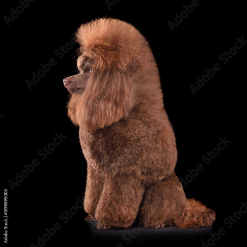 Beautiful chocolate toy poodle