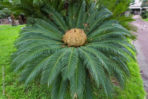 Japanese sago palm with female reproductive structure in the center photo