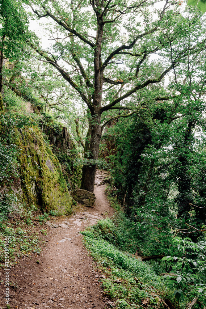 Obraz premium mountain trail leading to the Ribeauville Château de Saint-Ulrich castle