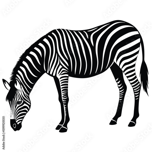 Striped Zebra Silhouette Grazing Peacefully