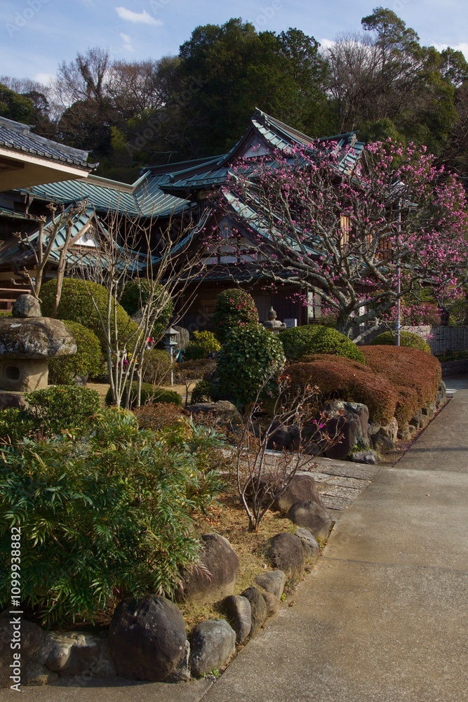 Fototapeta premium 鎌倉市大船の春 多聞院の梅と桜