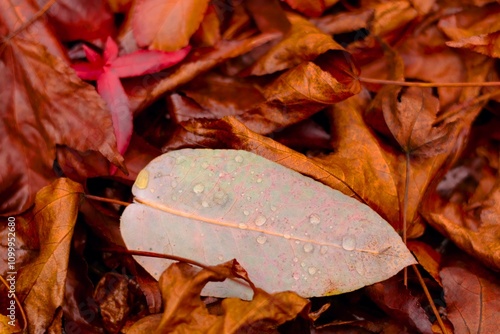 Macro de hoja con gotas sobre otras de diferentes tonalidades de otoño