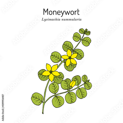 Moneywort, or creeping jenny (Lysimachia nummularia), medicinal and ornamental plant