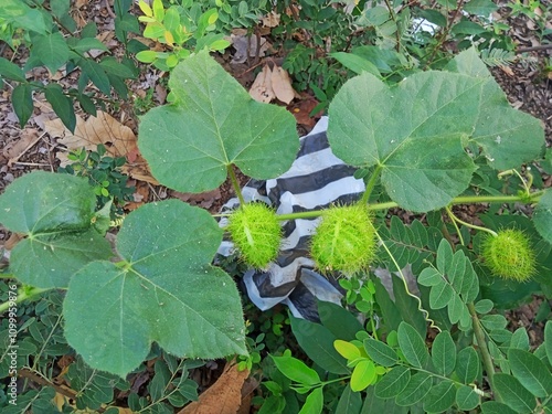 Rombusa plant with hairy fruit and rough-textured green leaves photo