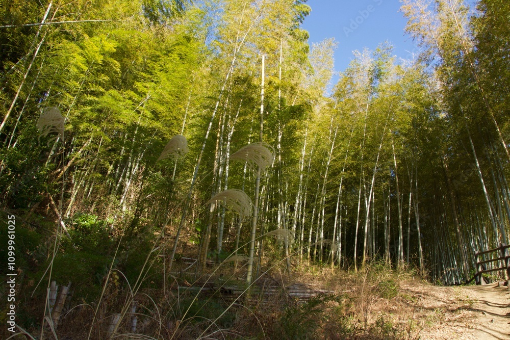 Obraz premium 本郷ふじやま公園の風景 眺め 梅の季節 