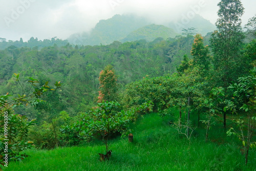 A peaceful green hill covered with fresh grass and surrounded by trees, set in a misty and serene natural environment. Ideal for nature and relaxation themes photo