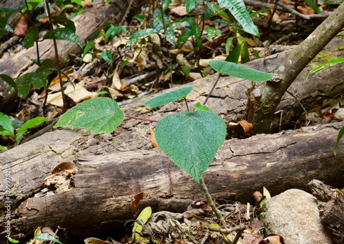 Stinging tree leaf close-up in Queensland rainforest