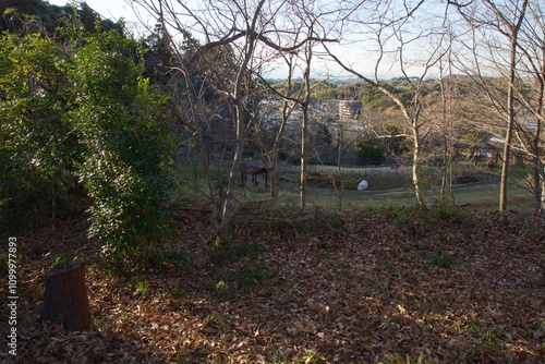 本郷ふじやま公園の風景　眺め　梅の季節
 photo