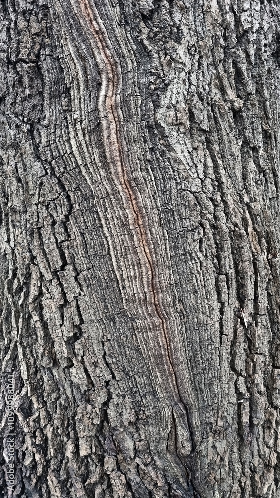 Obraz premium Old oak tree bark. Bark crack texture for background