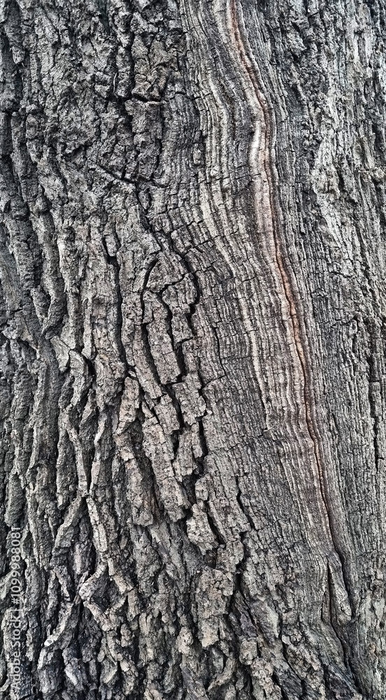 Obraz premium Old oak tree bark. Bark crack texture for background