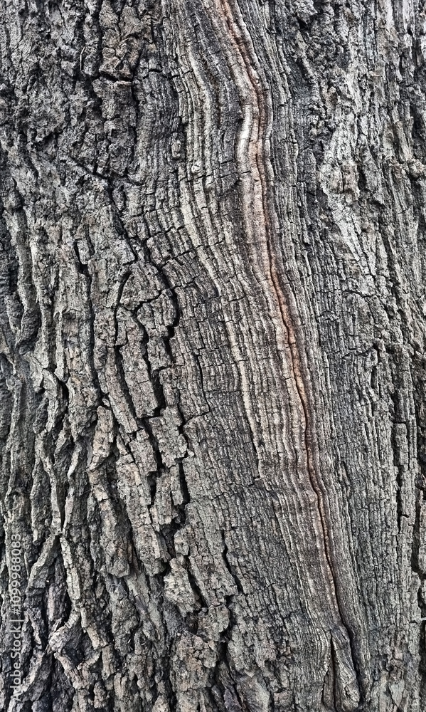 Obraz premium Old oak tree bark. Bark crack texture for background
