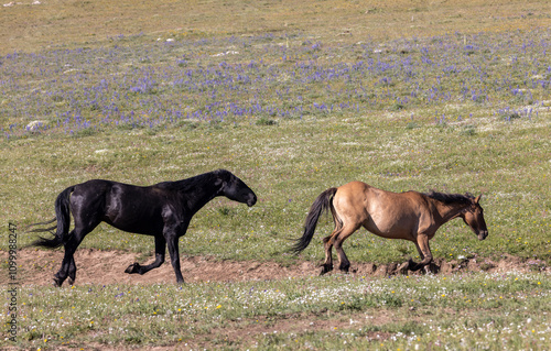 Wild Horses in the Pryor Mountains Montana in Summer