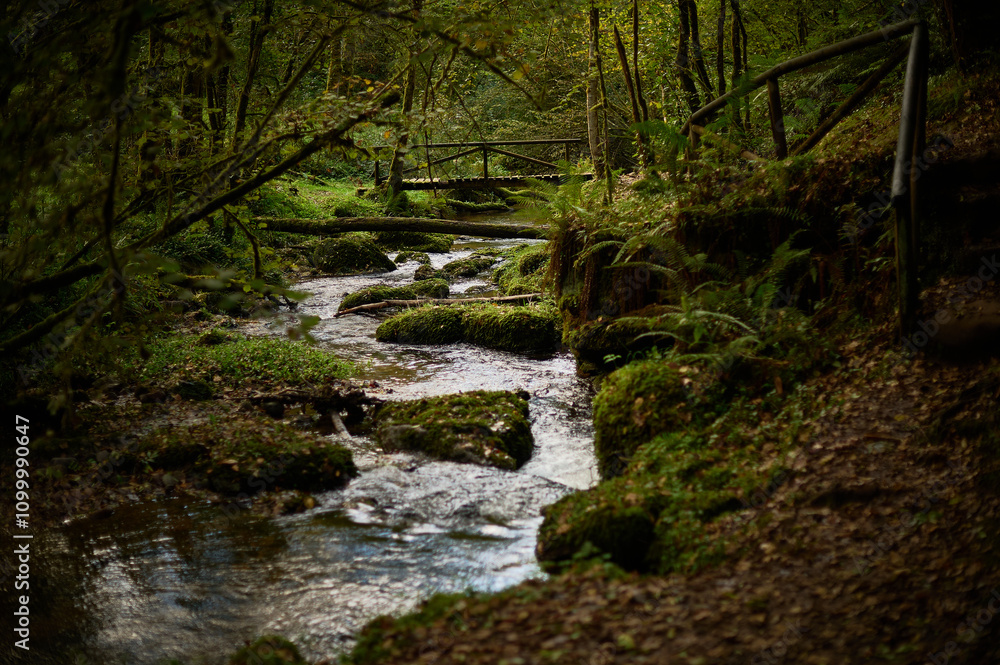 Fototapeta premium The Mills of the Deep River Route: A Magical Forest of Beeches and Chestnut Trees in Villaviciosa, Asturias, Spain