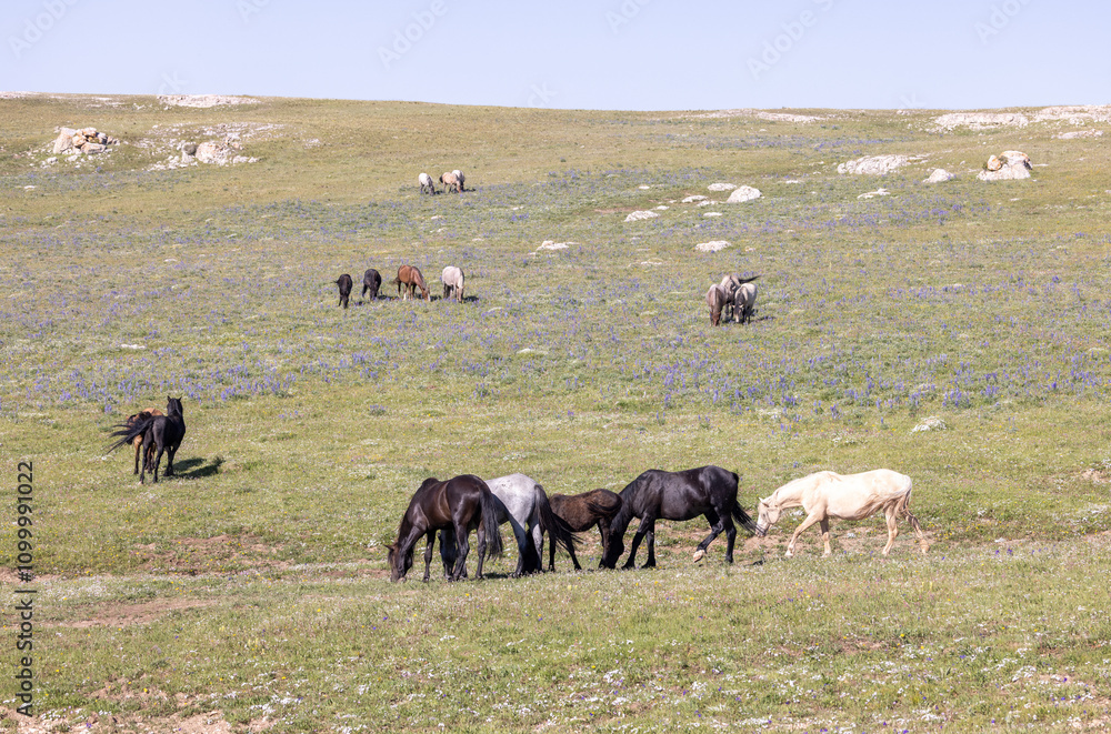 Fototapeta premium Wild Horses in the Pryor Mountains Montana in Summer