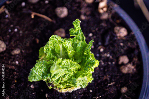 lettuce regrowing after eating