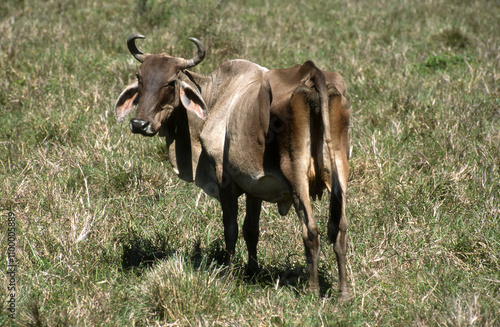 Zebu, race Brahman, Bos taurus indicus, Mexique photo