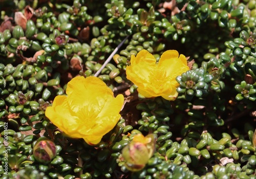 Hibbertia obtusifolia. Commonly known as hoary guinea flower, photo