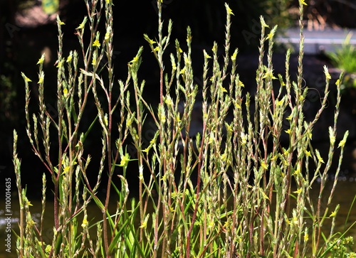 Woolly frog's mouth plant growing in a garden. Philydrum lanuginosum photo