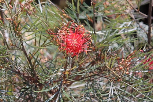 Red Banks' grevillea flower growing in a garden. Grevillea banksii photo