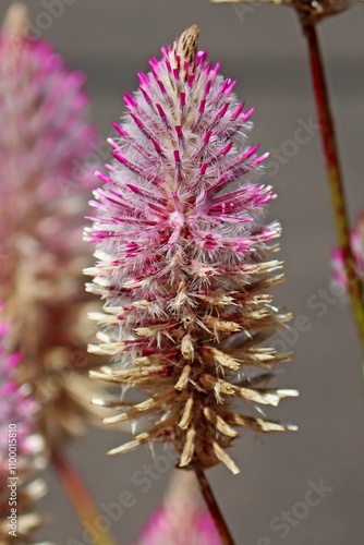 A Pink MullaMulla 'Joey' flower. Ptilotus extenuatus photo