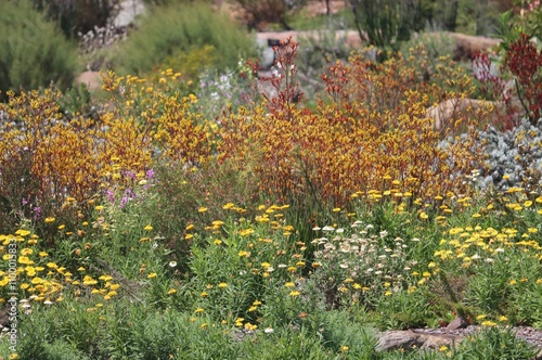 An Australian native garden. With Paper daisies and kangaroo-paws. Anigozanthos flavidus. Xerochrysum bracteatum. photo