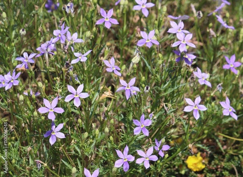 Purple flowers of a Rock Isotome plant. Lithotoma axillaris photo