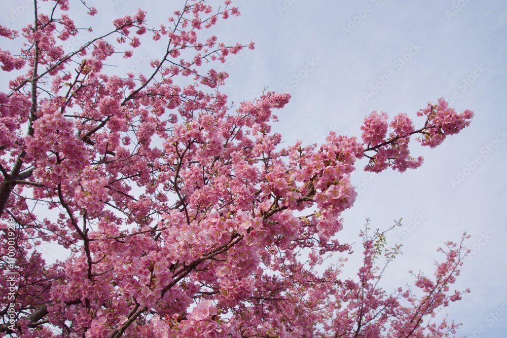 Obraz premium 春の小出川のカワヅザクラ 河津桜 